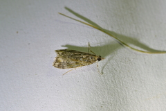 Eudonia minualis