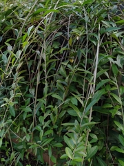 Tarlmounia elliptica