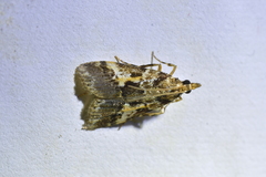 Eudonia characta