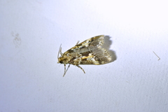 Eudonia characta