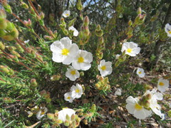 Cistus umbellatus