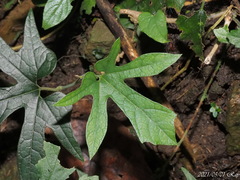 Aristolochia cucurbitifolia
