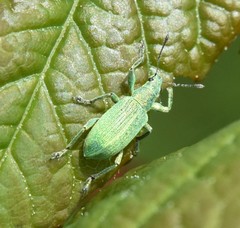 Polydrusus planifrons