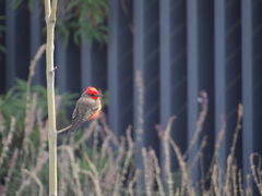 Pyrocephalus rubinus