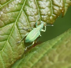 Polydrusus planifrons