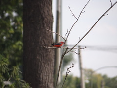 Pyrocephalus rubinus