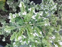 Origanum majorana