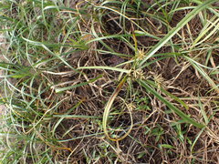 Cyperus brevis