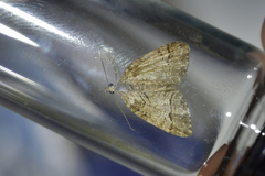 Microdes quadristrigata