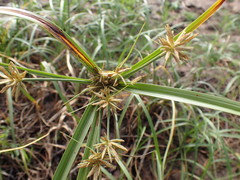 Cyperus brevis