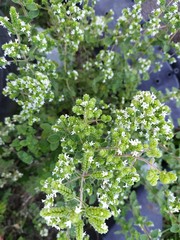 Origanum majorana