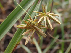 Cyperus brevis