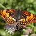 Hoffmann's Checkerspot - Photo (c) Will Richardson, some rights reserved (CC BY-NC), uploaded by Will Richardson