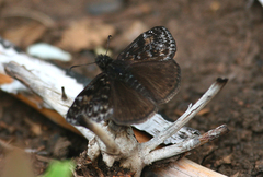 Erynnis propertius
