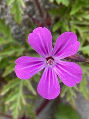 Geranium robertianum