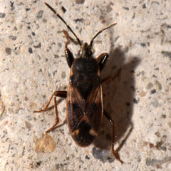 Eremocoris ferus