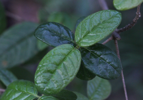 Rondeletia odorata