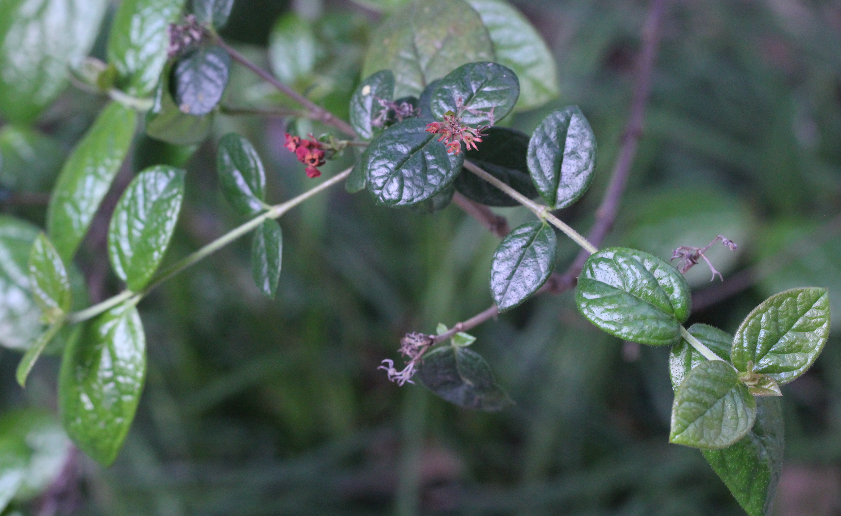 Image of Rondeletia odorata by no rights reserved