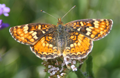 Phyciodes orseis