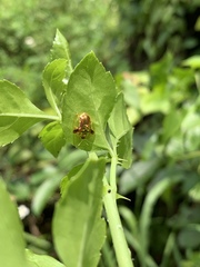 Aspidimorpha furcata