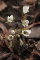 Hepatica nobilis asiatica