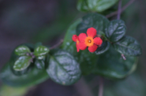 Rondeletia odorata, photograph 3