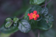 author not stated, no rights reserved Rondeletia odorata, photograph author not stated, no rights reserved