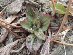 Plantago camtschatica