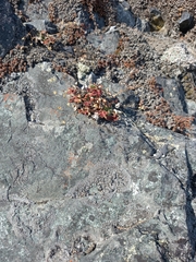 Potentilla rupifraga