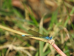 Argia rhoadsi