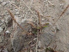 Plantago camtschatica