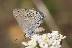 Satyrium behrii