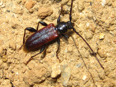 Callidiellum rufipenne