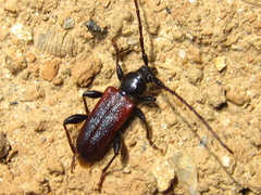 Callidiellum rufipenne