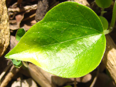 Cocculus orbiculatus