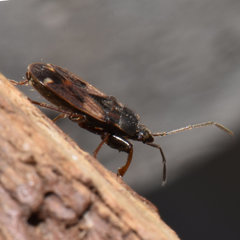 Eremocoris ferus
