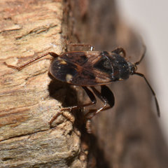 Eremocoris ferus