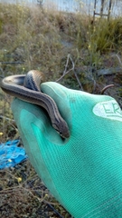 Galvarinus chilensis