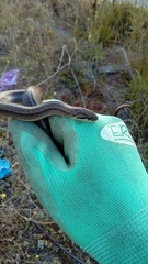 Galvarinus chilensis
