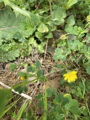 Trifolium dubium