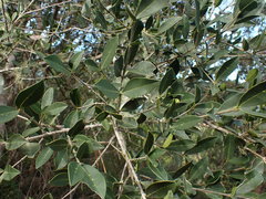 Chionanthus foveolatus