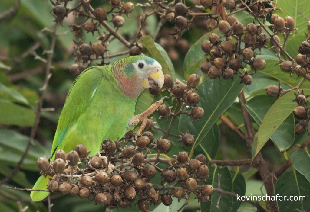 Yellow-billed Amazon (Amazona collaria) photo