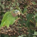 Amazona collaria - Photo (c) Kevin Schafer,  זכויות יוצרים חלקיות (CC BY-NC-ND), הועלה על ידי Kevin Schafer