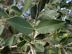 Chionanthus foveolatus