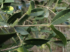 Chionanthus foveolatus