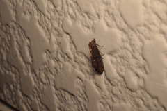 Lophoptera hayesi