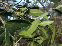 Chionanthus foveolatus
