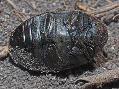 Byrrhus pilula