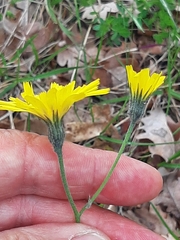 Hieracium bifidum