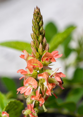 Indigofera jamaicensis